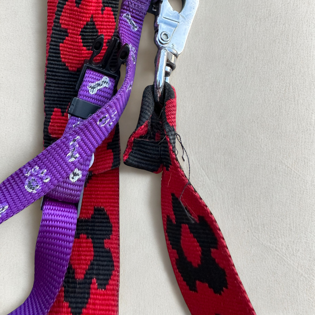 5 signes que votre chien a besoin d'un nouveau collier