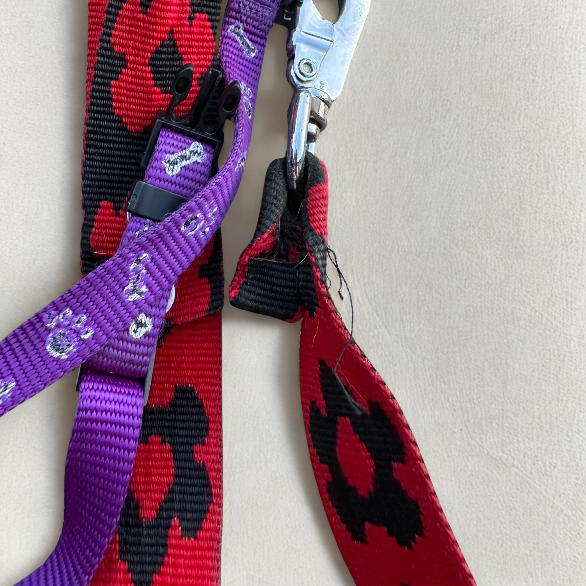 5 signes que votre chien a besoin d'un nouveau collier